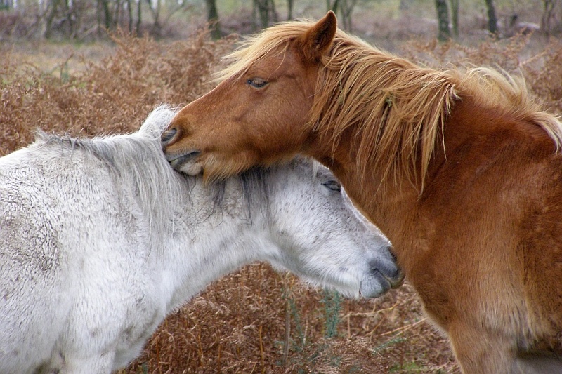 horses-mutual-grooming